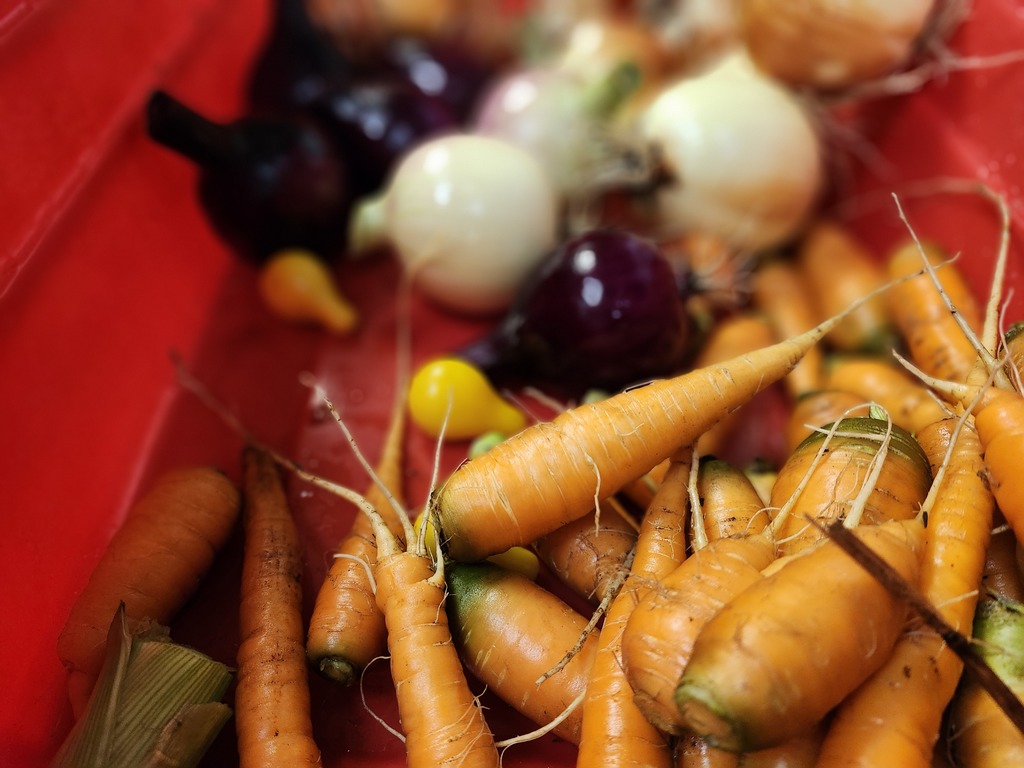 Carrots and onions, oh my!