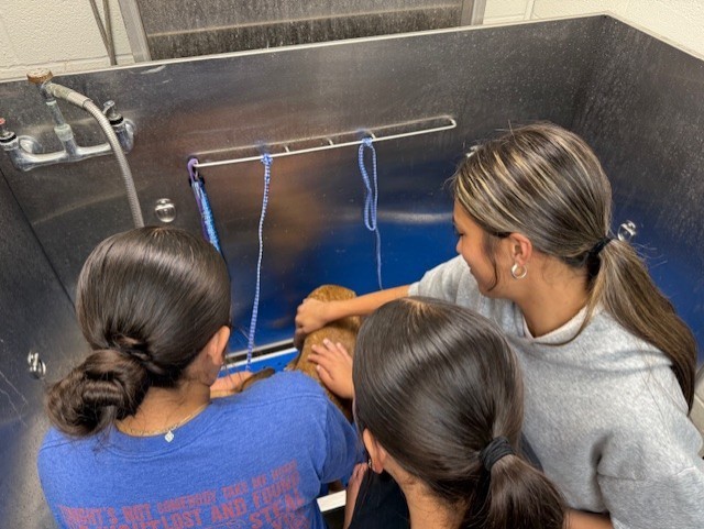 Small Animal Management students