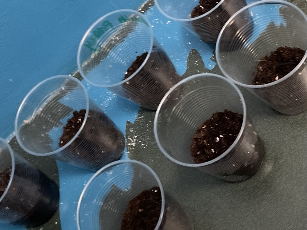 Planted seeds ready for the sun.