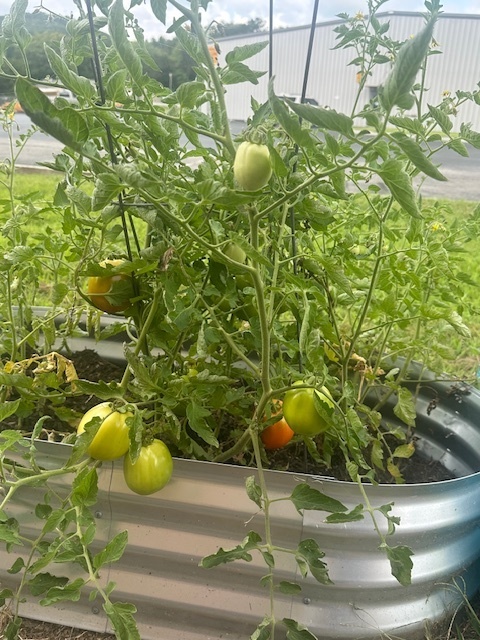 Tomato plant