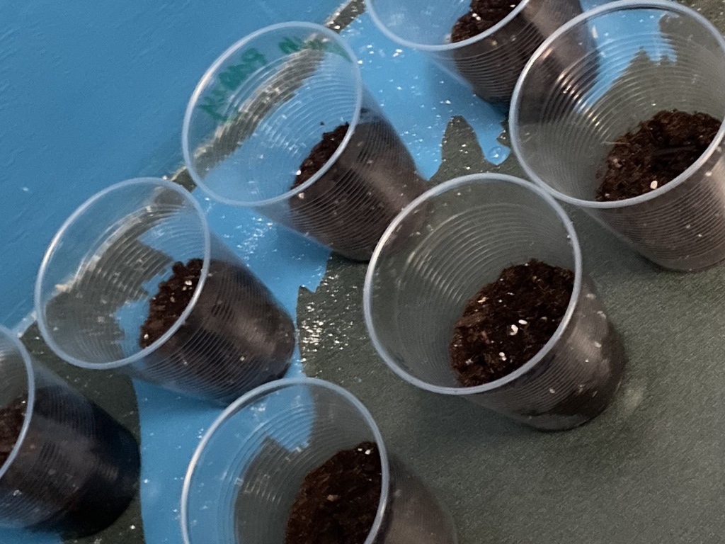 Planted seeds ready for the sun.