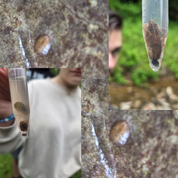 biostem