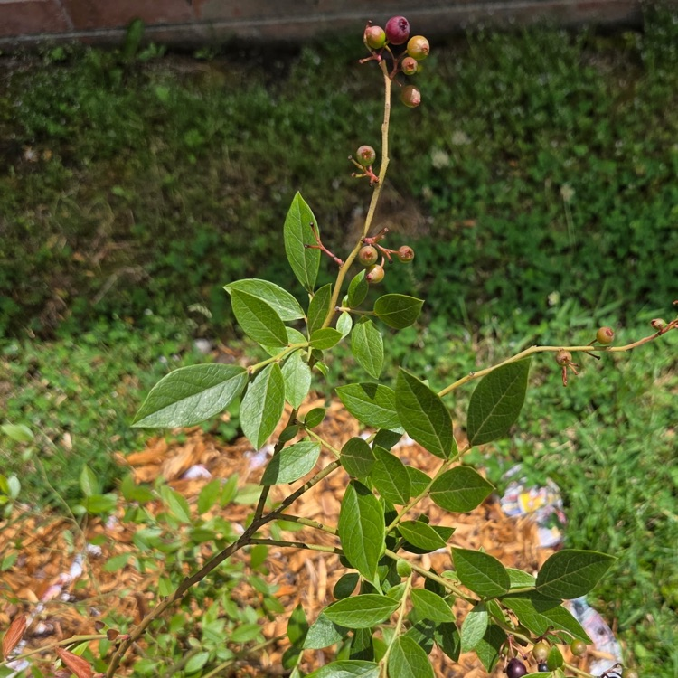 BioSTEM 