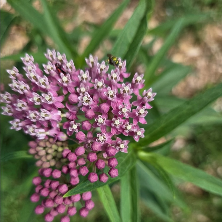 BioSTEM