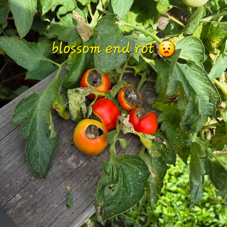 BioSTEM 