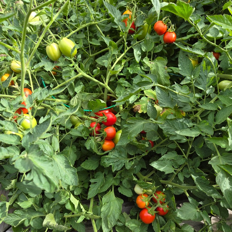 BioSTEM 