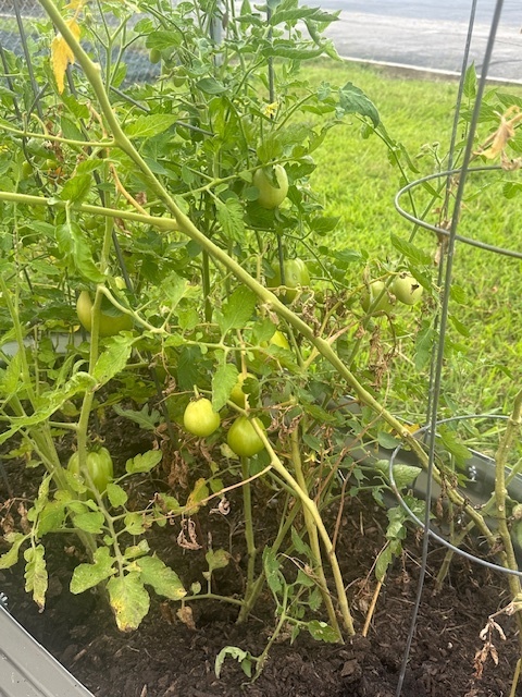 Tomato plant