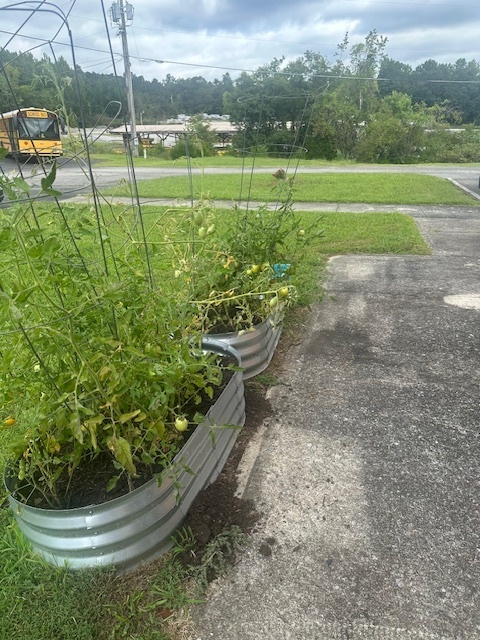 Tomato plants 