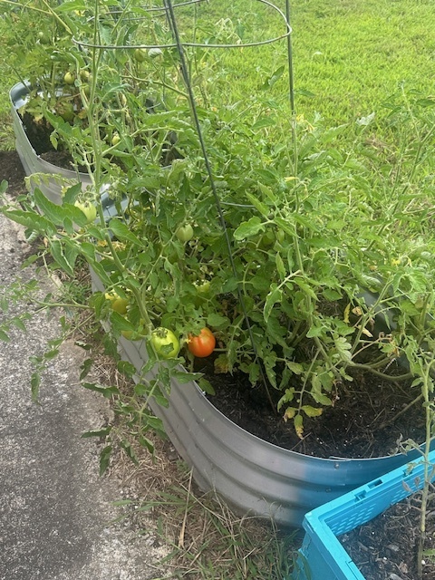 Tomato plant