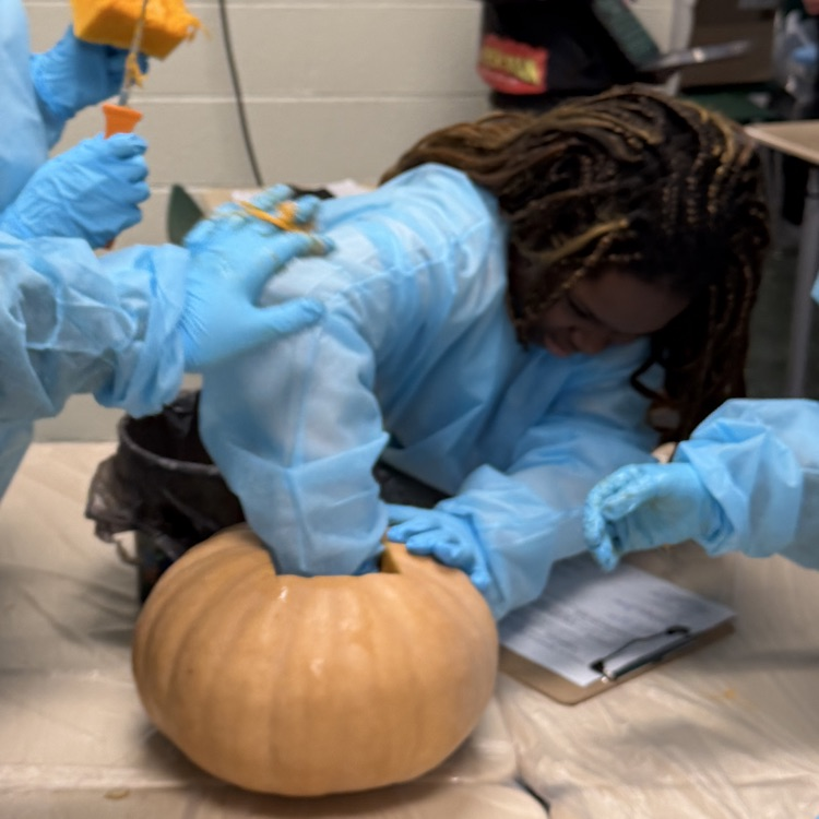 cleaning out her pumpkin