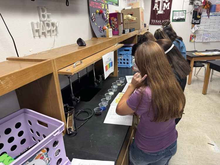 lab