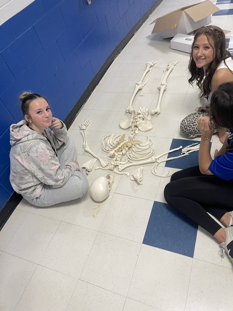 Anatomy