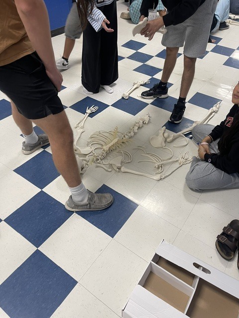 Anatomy