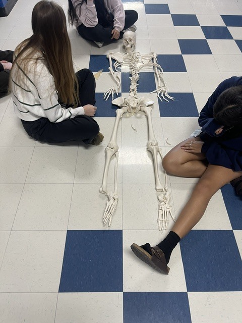 Anatomy