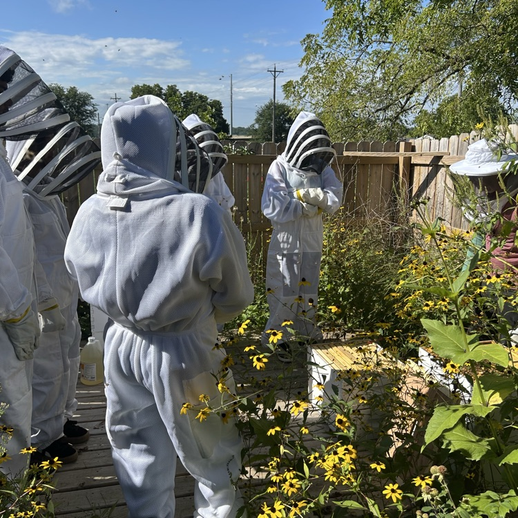 bees
