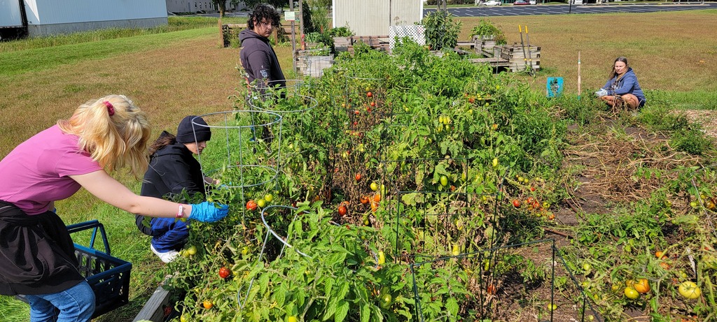 Students picking vegetables from school garden.