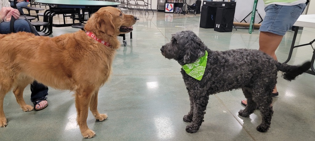 therapy dogs at the ALC