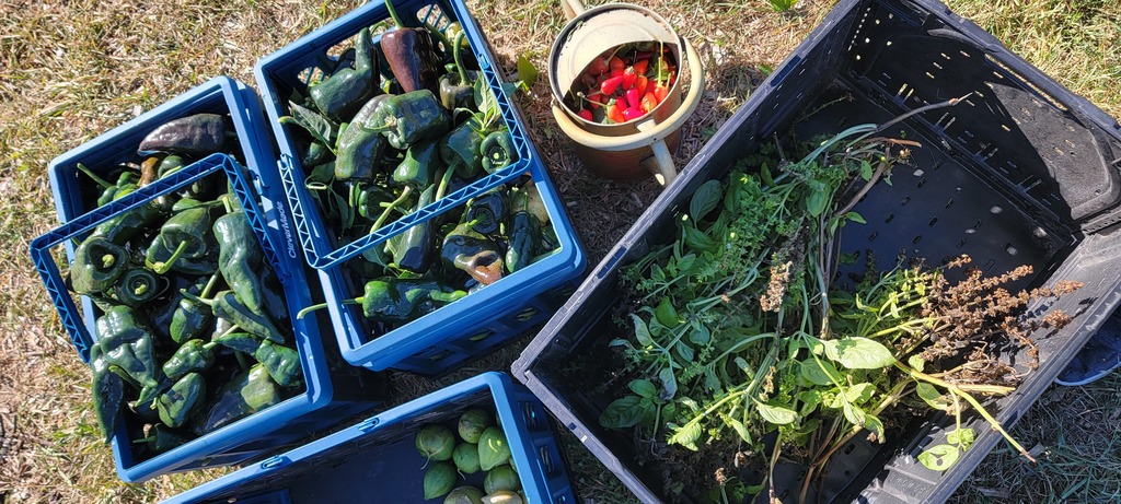 Think Bank volunteers at ALC community garden