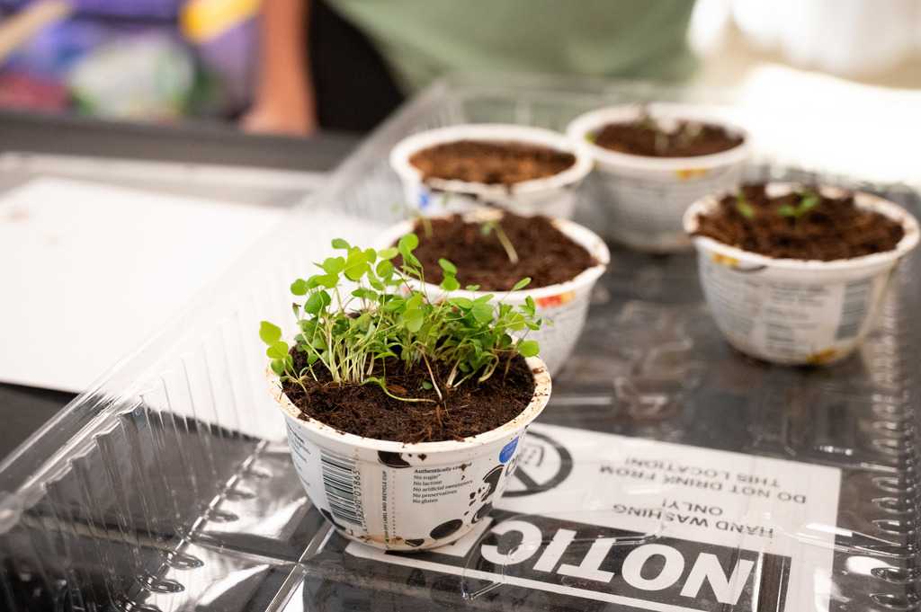 STEM plant experiment