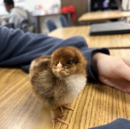 baby chick on desk
