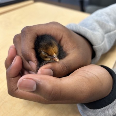 baby chicken in student's hand
