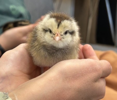 baby chick