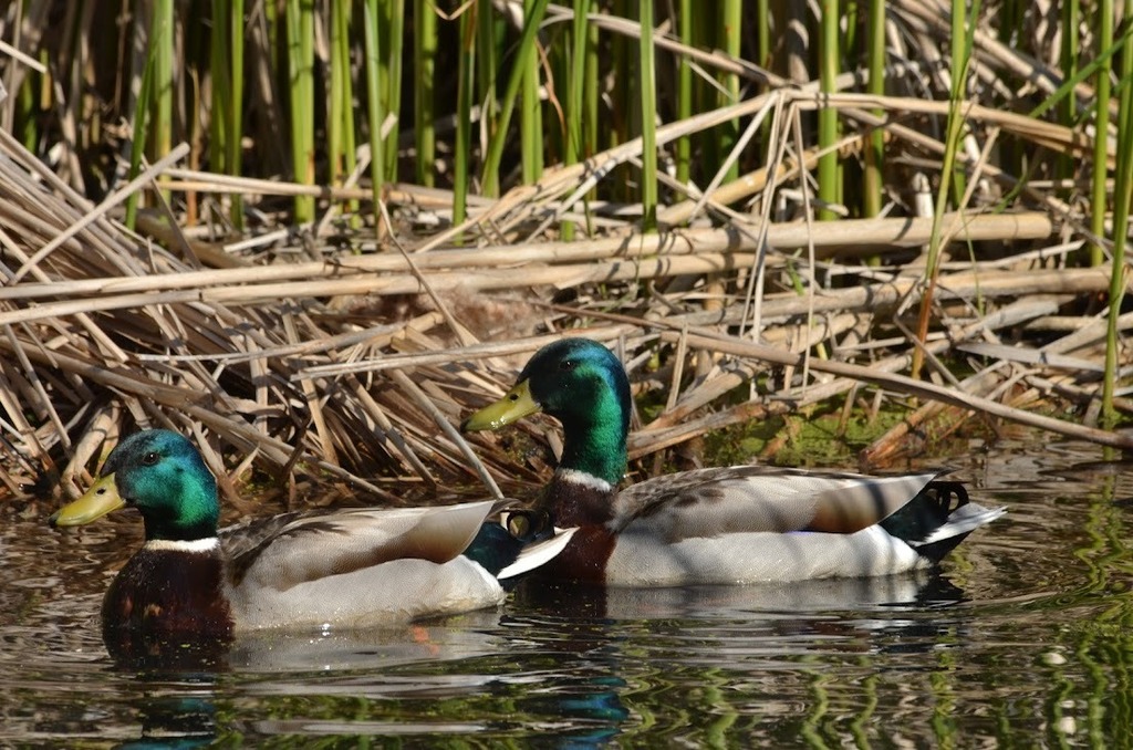 pond