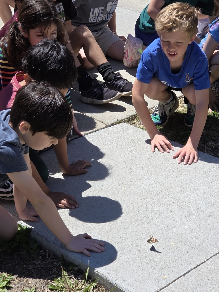 Releasing butterflies 