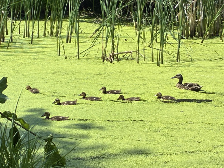 ducks