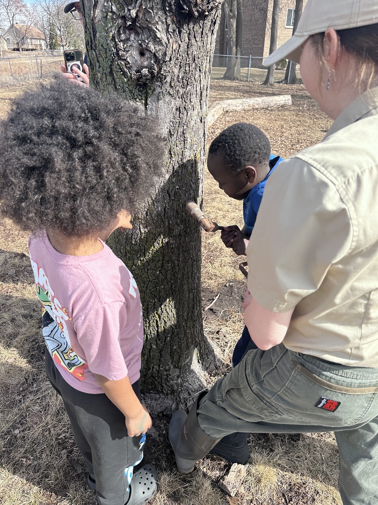students drilling a hole for sap