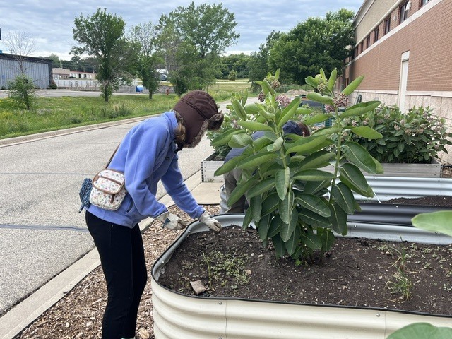 Emma helping weed