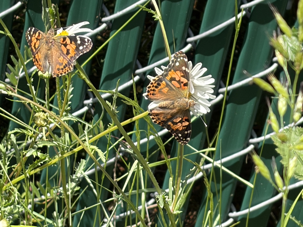 Butterflies