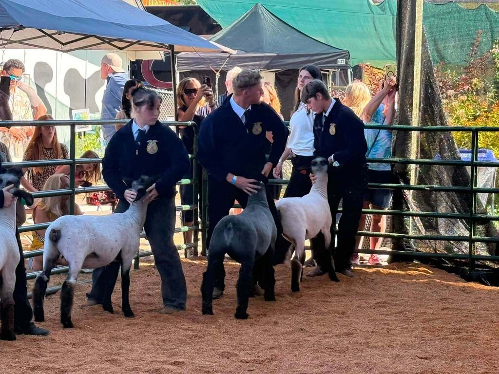 Three people in jackets and hats walk around penned sheep in a dirt area, with tents in the background.