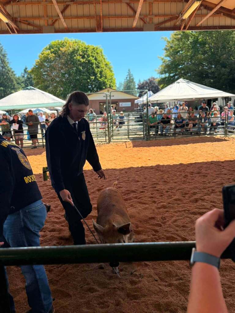A man leads a pig in a sandy area, with a crowd in the background under white umbrellas.