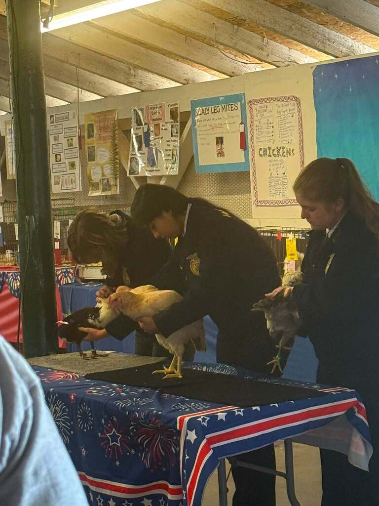 Three individuals handle chickens on a table with a red, white, and blue tablecloth. A woman in the center holds a chicken.