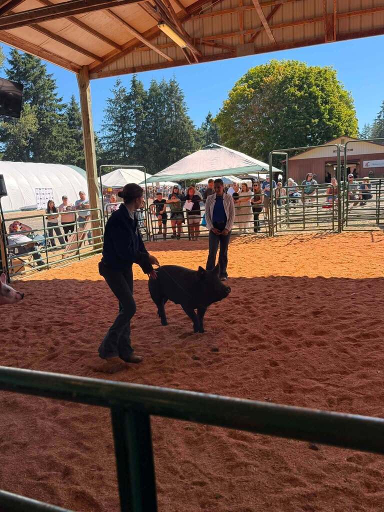 A woman holds a black pig in a sandy enclosure, with people watching in the background.