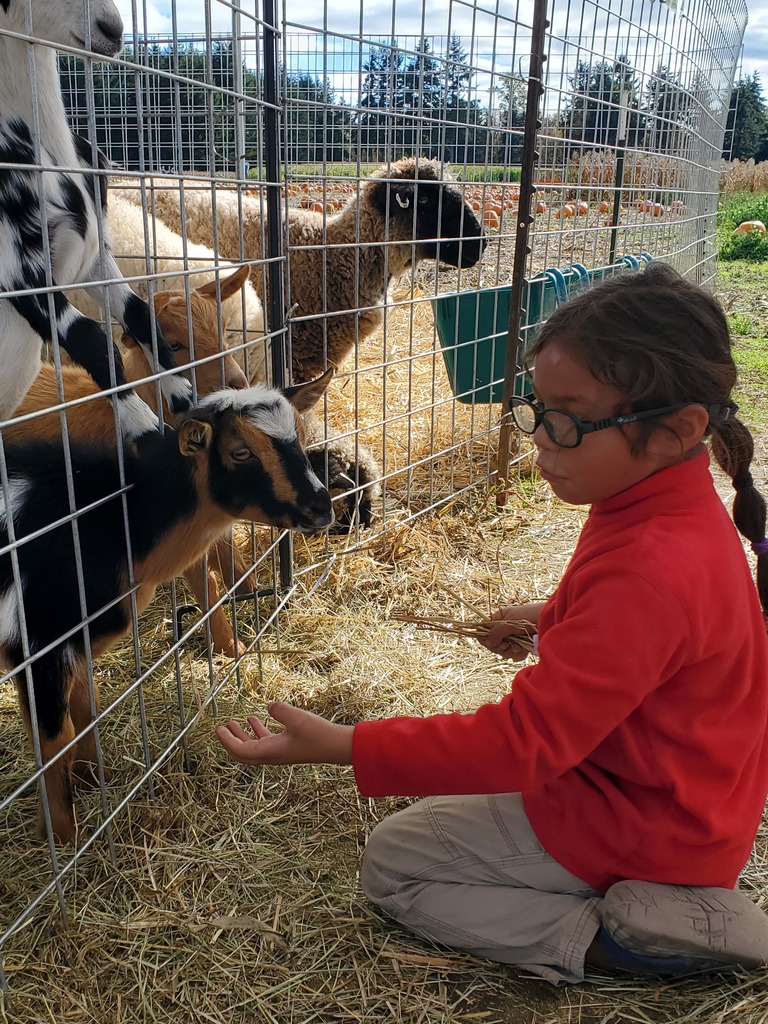 Kindergartner feeds goat.