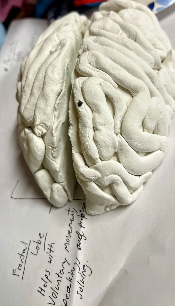 Rock County Christian School Psychology Class Brain Lesson