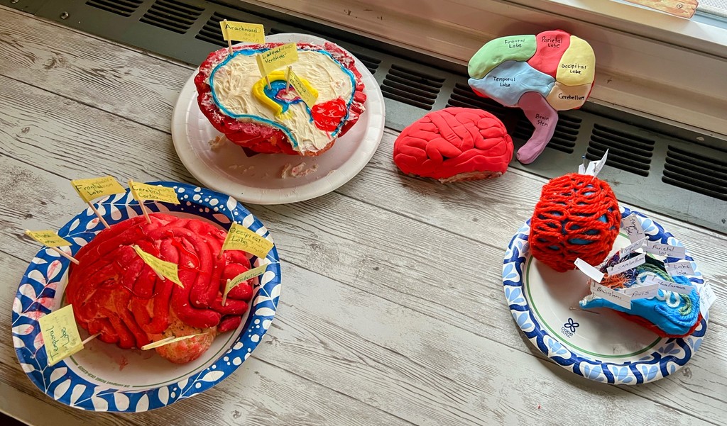 Rock County Christian School Psychology Class Brain Lesson