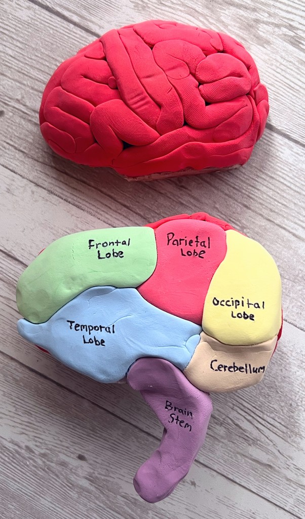 Rock County Christian School Psychology Class Brain Lesson