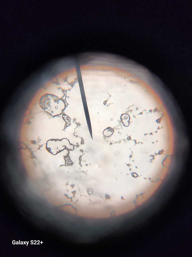 Rock County Christian School Science Experiement