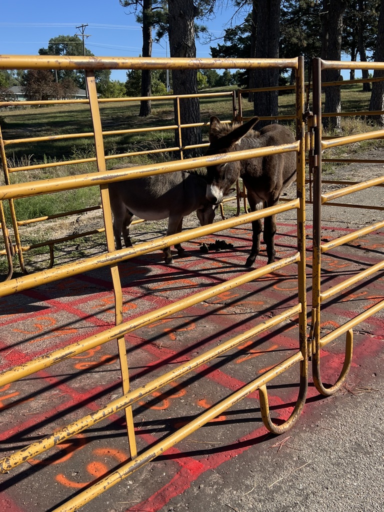 Mini Donkey Pie Bingo