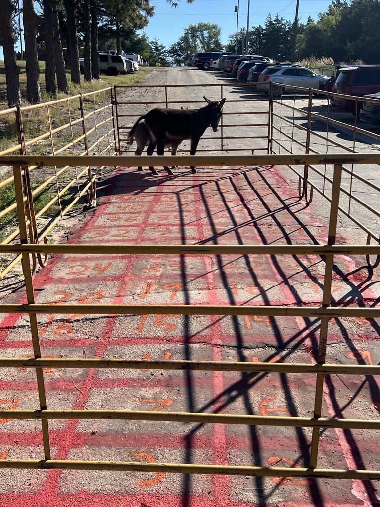 Mini Donkey Pie Bingo