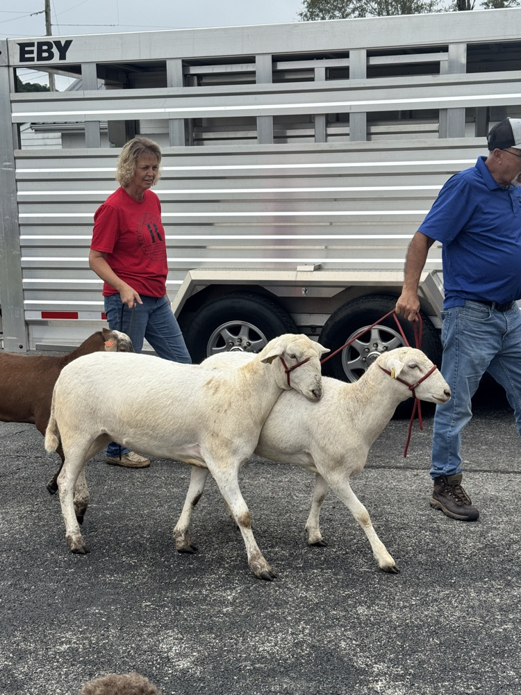 sheep