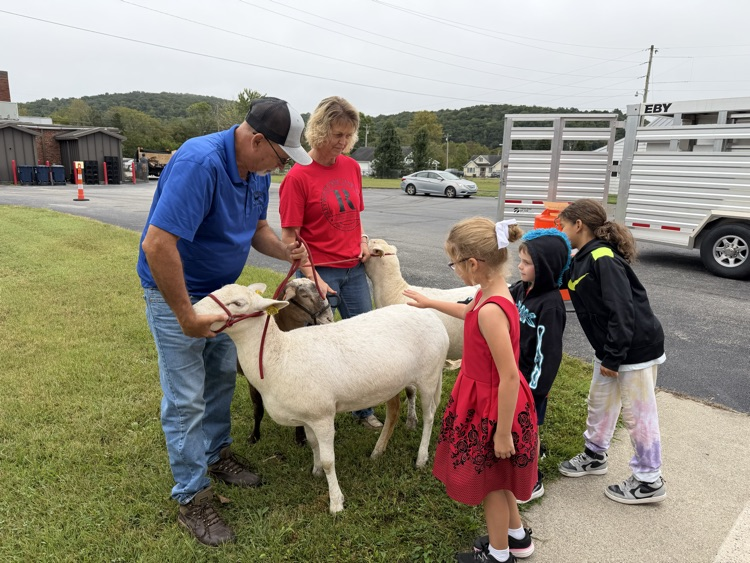 sheep