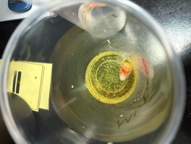 Fall Science Fun 