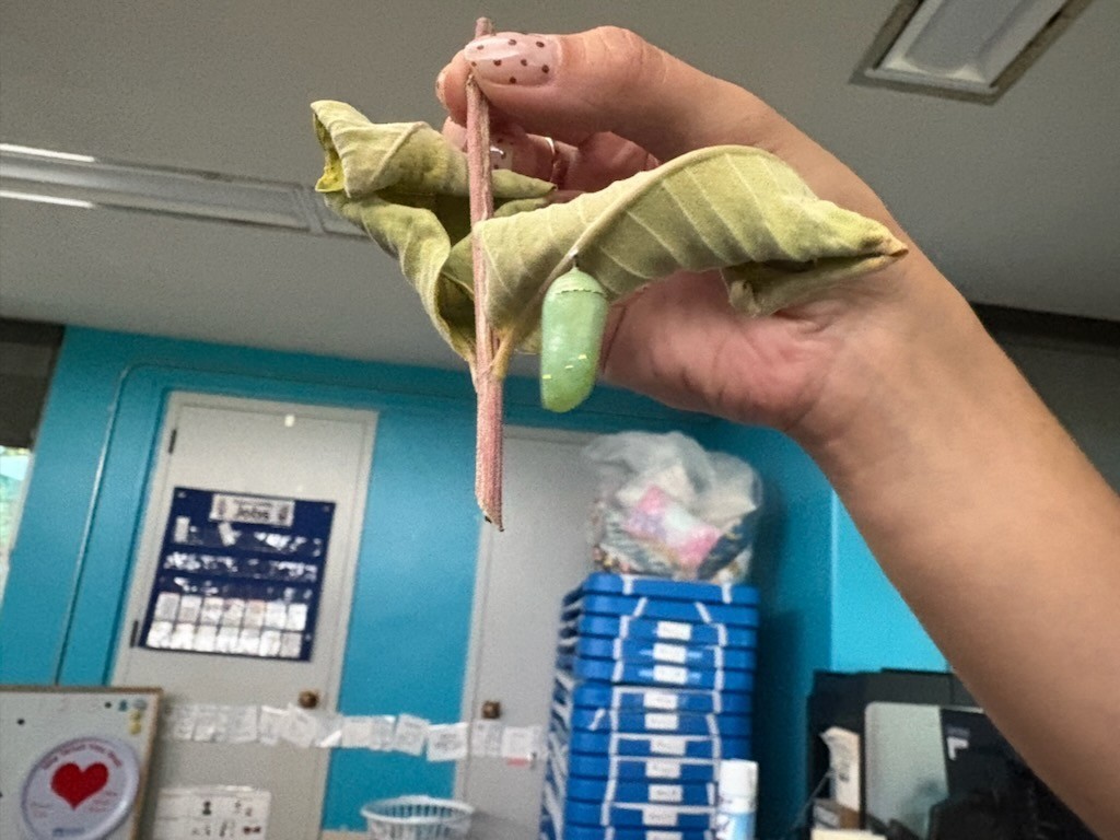 caterpillar 2