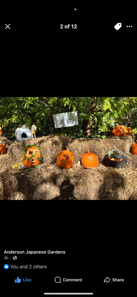 Path of Pumpkins Anderson Japanese Gardens