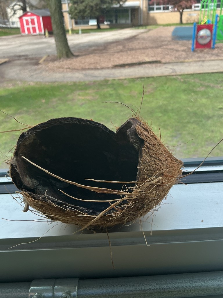 coconut 4
