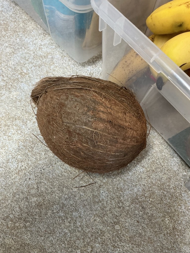 coconut 1